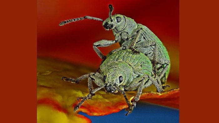 Лучшие работы фотоконкурса Nikon Small World