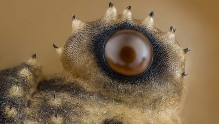 Лучшие работы фотоконкурса Nikon Small World