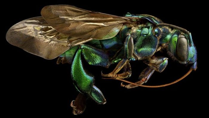 Лучшие работы фотоконкурса Nikon Small World