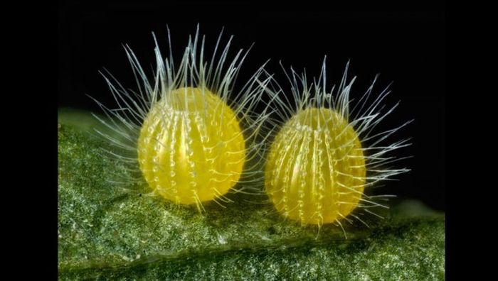 Лучшие работы фотоконкурса Nikon Small World
