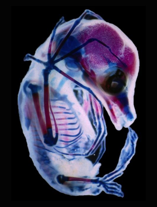Лучшие работы фотоконкурса Nikon Small World