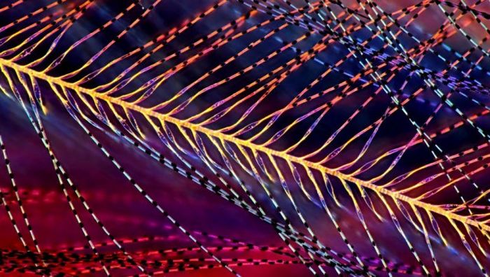 Лучшие работы фотоконкурса Nikon Small World