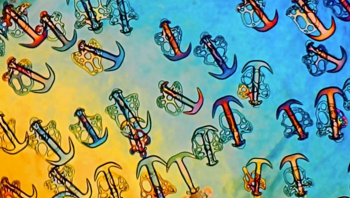 Лучшие работы фотоконкурса Nikon Small World