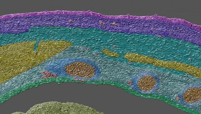 Лучшие работы фотоконкурса Nikon Small World