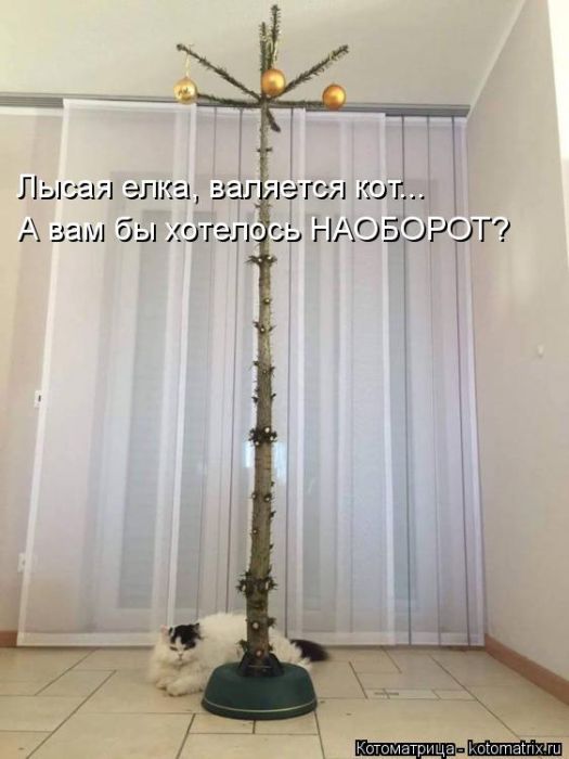 Лучшие котоматрицы недели