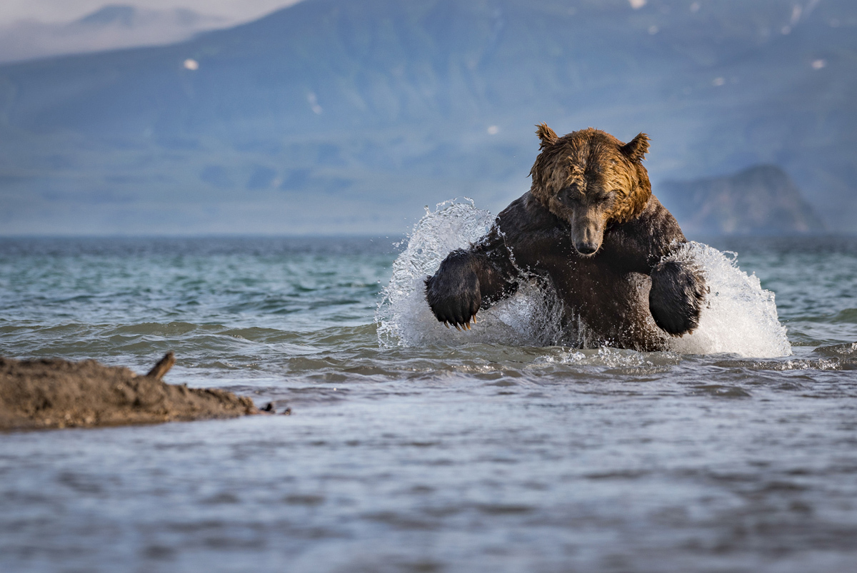 Лучшие кадры, которые прислали на фотоконкурс National Geographic Nature Photographer 2017
