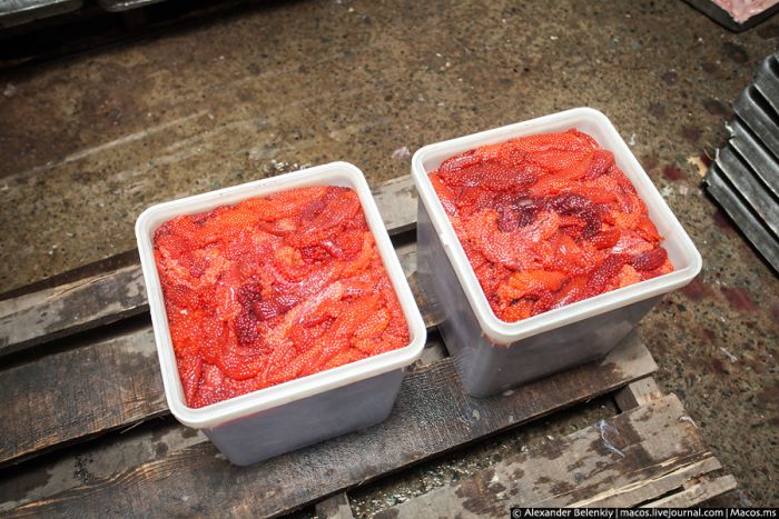 Родина красной икры Родина красной икры
