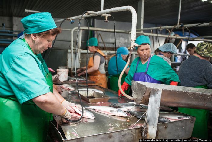 Родина красной икры Родина красной икры