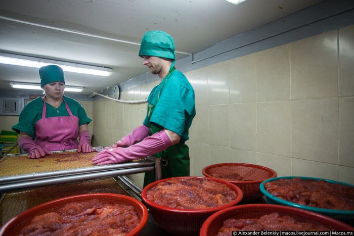 Родина красной икры Родина красной икры