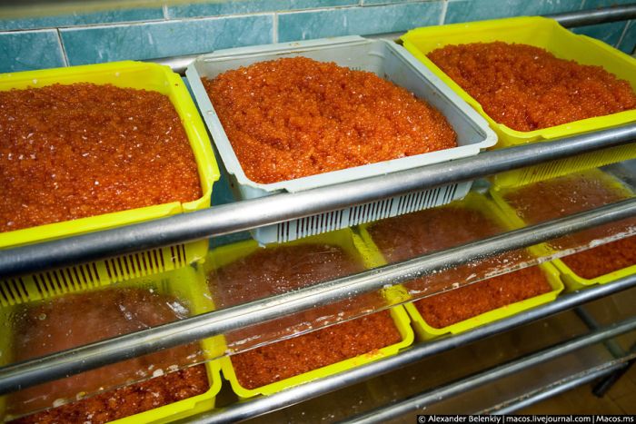 Родина красной икры Родина красной икры