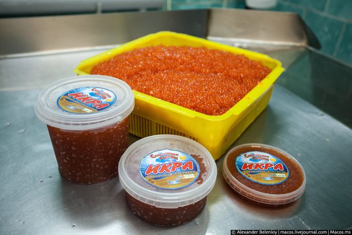 Родина красной икры Родина красной икры