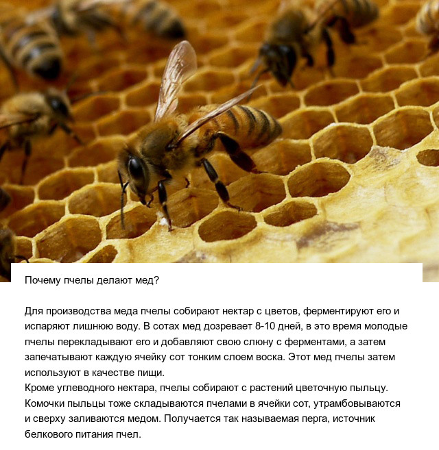 Познавательные ответы на разные вопросы