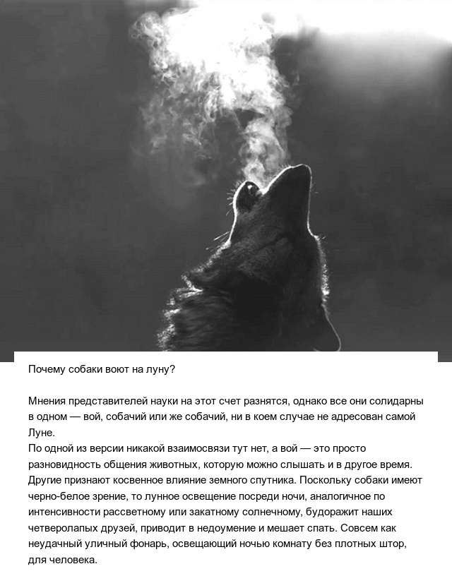 Познавательные ответы на разные вопросы