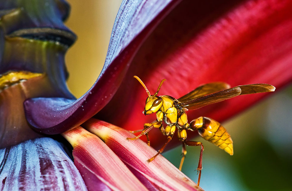 Конкурс Sony World Photography Awards 2013 Конкурс Sony World Photography Awards 2013