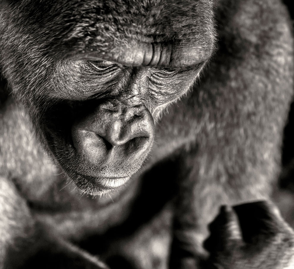 Конкурс Sony World Photography Awards 2013 Конкурс Sony World Photography Awards 2013