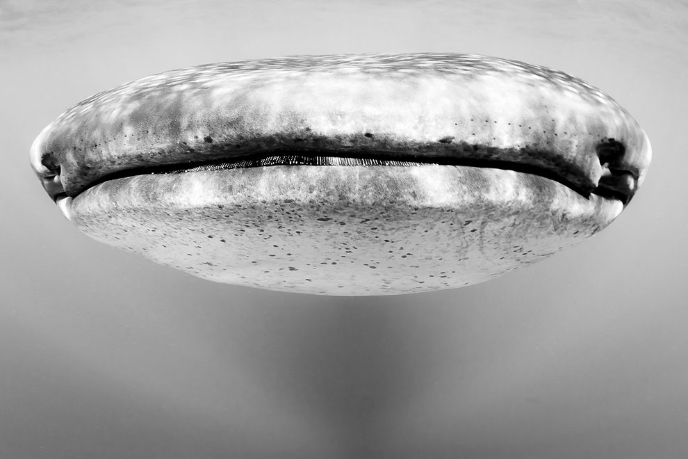 Конкурс Sony World Photography Awards 2013 Конкурс Sony World Photography Awards 2013