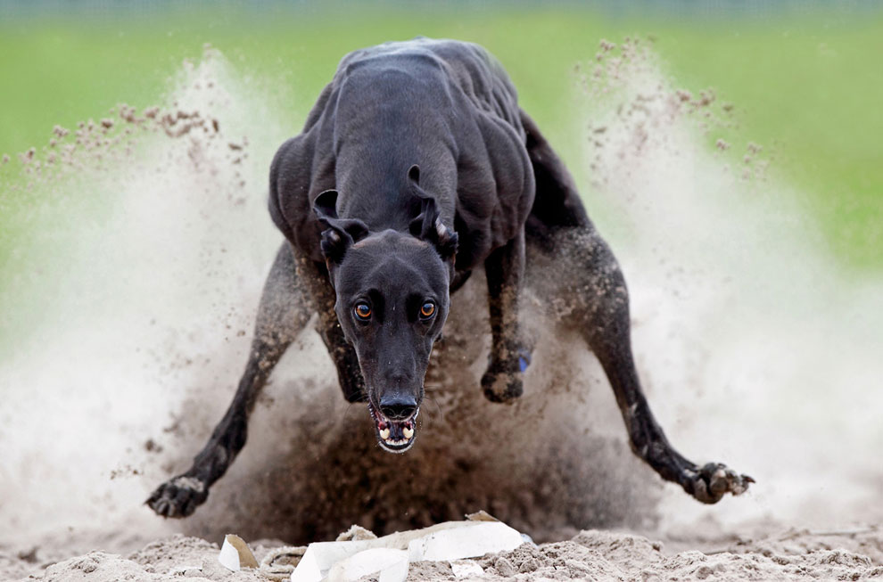 Конкурс Sony World Photography Awards 2013 Конкурс Sony World Photography Awards 2013