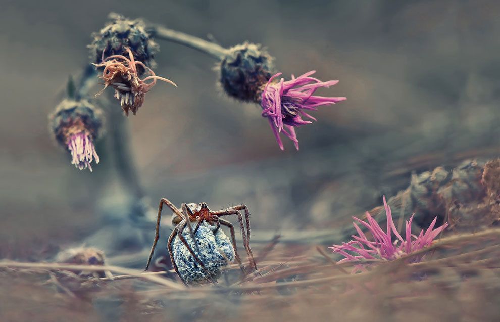 Конкурс Sony World Photography Awards 2013 Конкурс Sony World Photography Awards 2013
