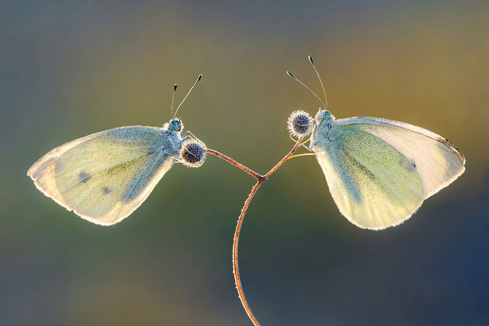 Конкурс Sony World Photography Awards 2013 Конкурс Sony World Photography Awards 2013