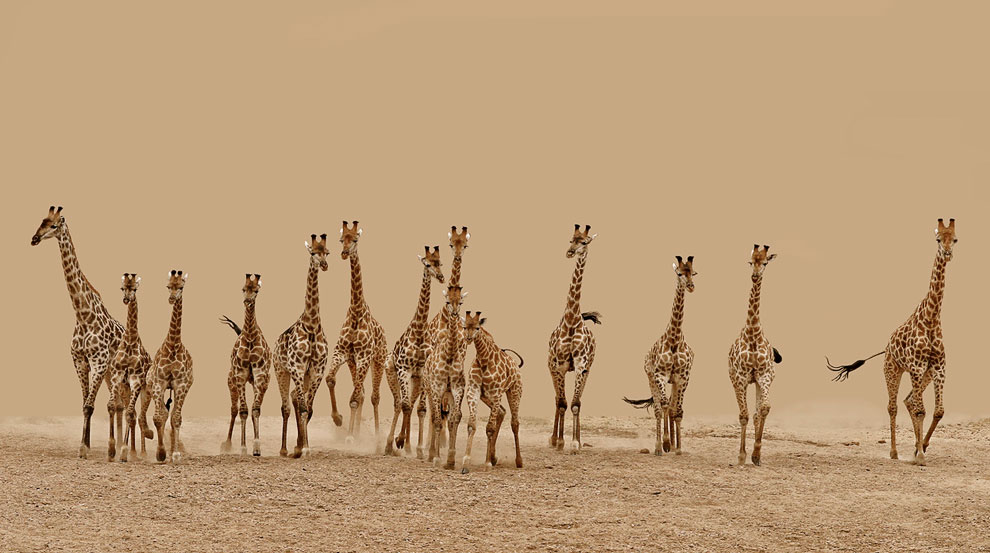Конкурс Sony World Photography Awards 2013 Конкурс Sony World Photography Awards 2013