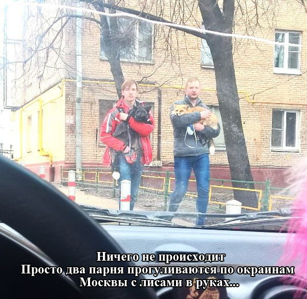 Порция картинок