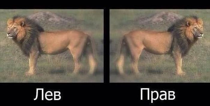 Порция картинок