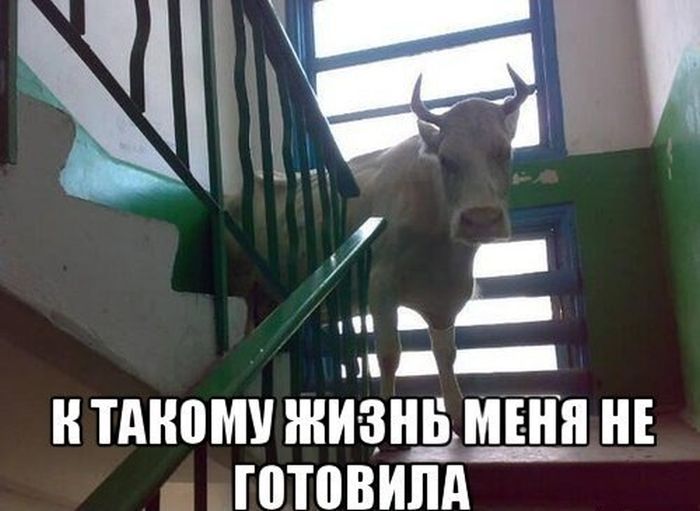 Порция картинок