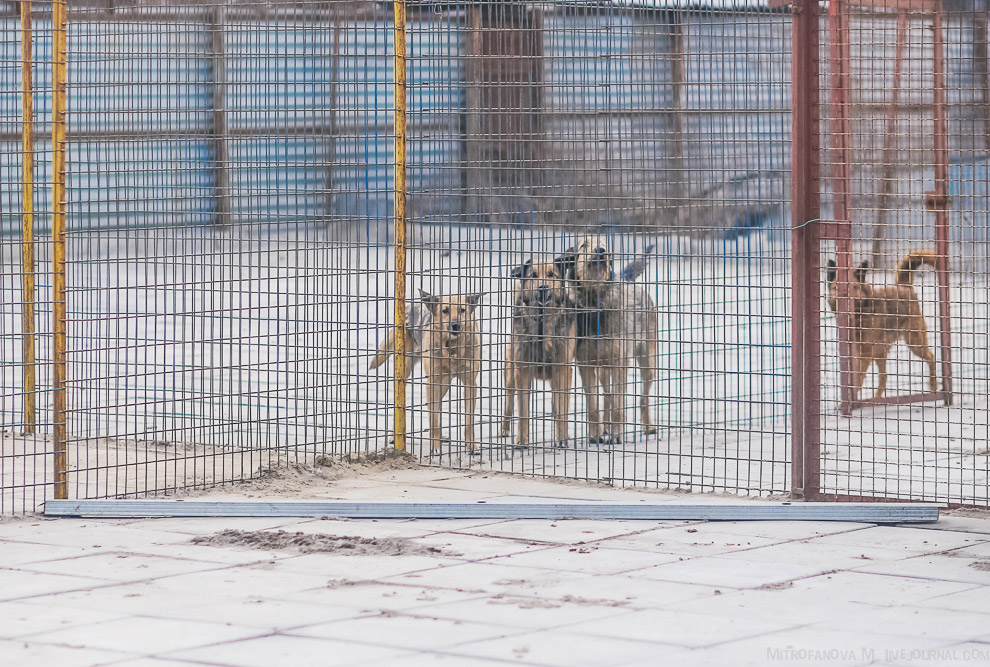 Дом для бездомных животных Дом для бездомных животных