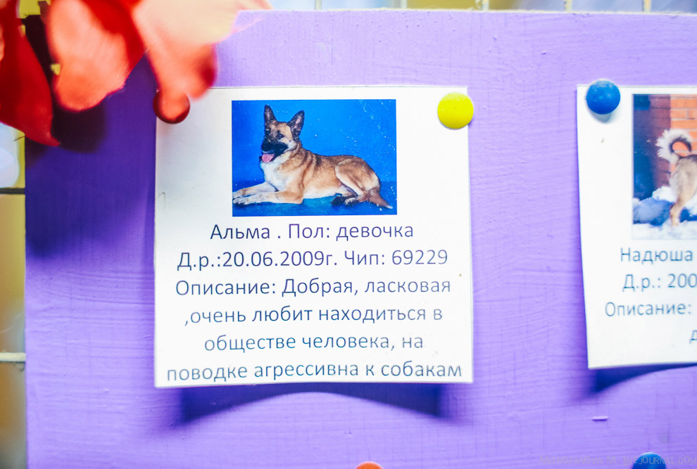 Дом для бездомных животных Дом для бездомных животных