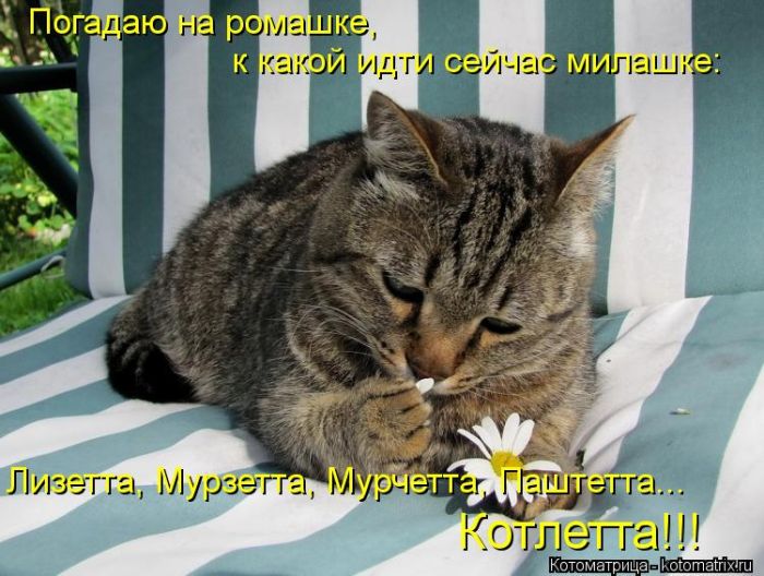 Лучшие котоматрицы недели