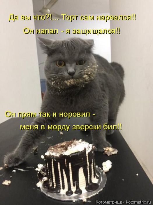 Лучшие котоматрицы недели