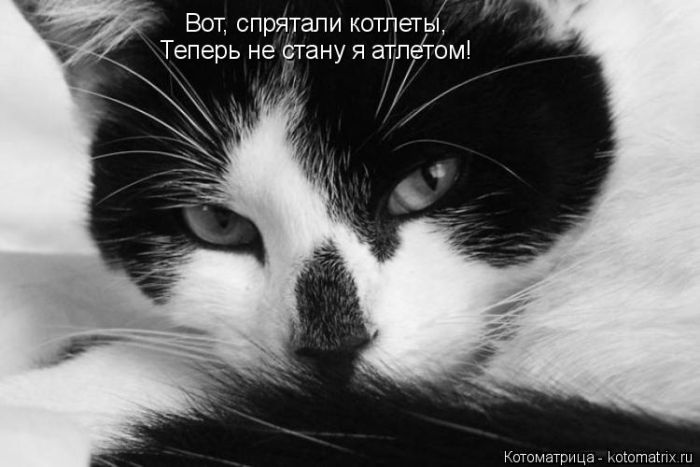Лучшие котоматрицы недели