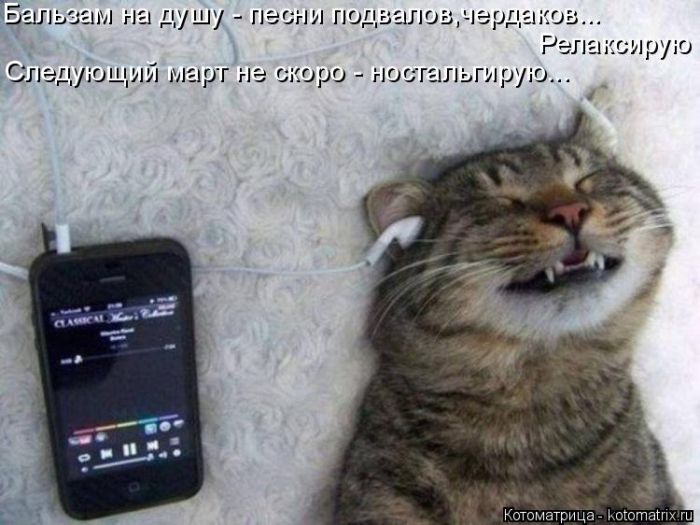 Лучшие котоматрицы недели
