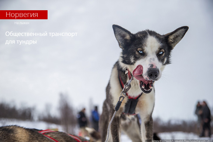 Милейший общественный транспорт Норвегии Милейший общественный транспорт Норвегии
