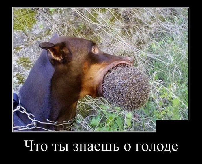 Демотиваторы