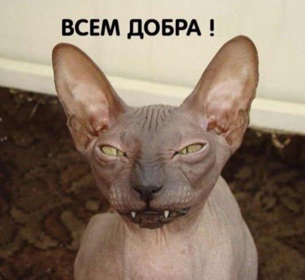 Прикольные картинки