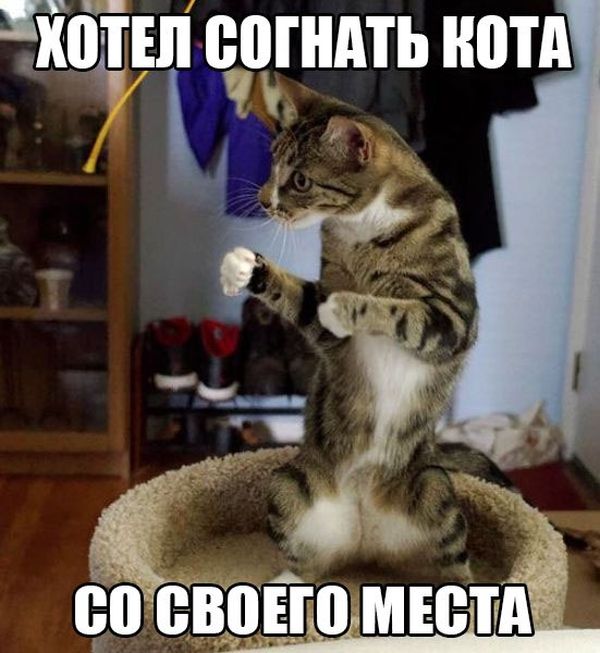 Порция картинок