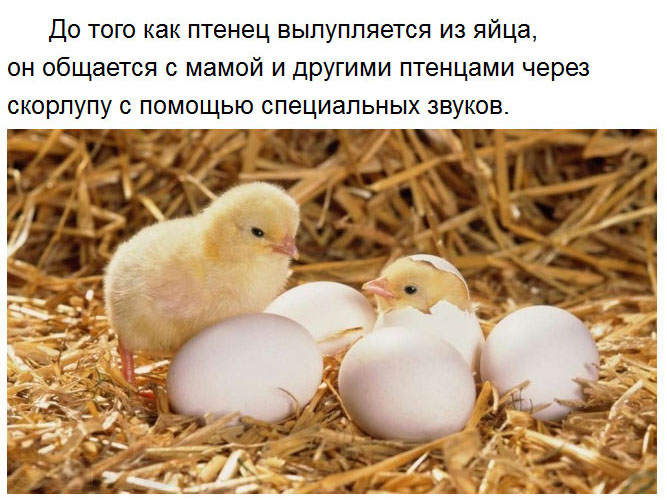 Милые факты