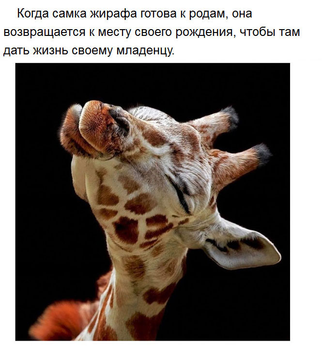 Милые факты
