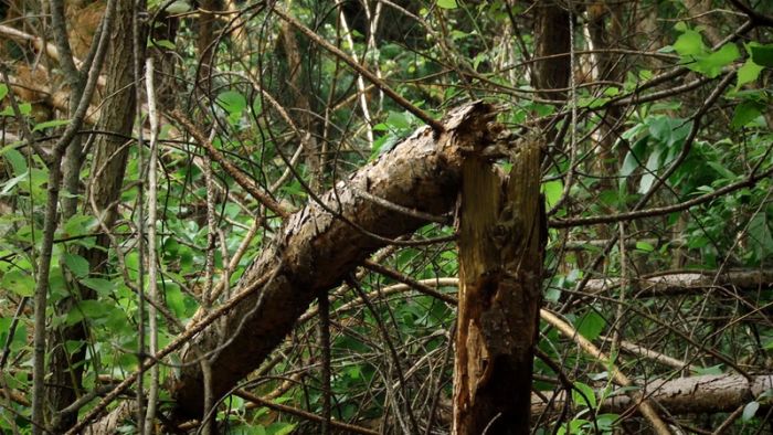 В лесу Челябинской области обнаружены аномально поваленные деревья В лесу Челябинской области обнаружены аномально поваленные деревья