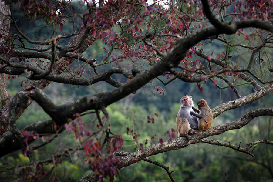 Жизнь Гонконга в фотографиях Жизнь Гонконга в фотографиях