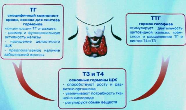 Перезапуск функциональности щитовидной железы и сжигание жира Перезапуск функциональности щитовидной железы и сжигание жира