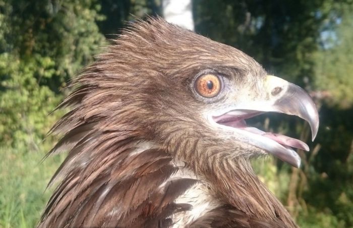 Бабушка раскормила коршуна, и теперь он ленится летать