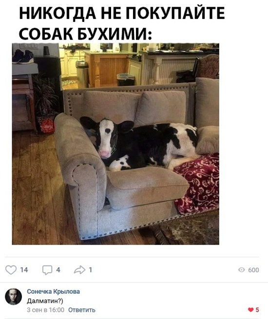 Юмор из социальных сетей