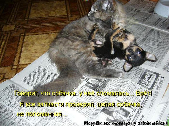Лучшие котоматрицы недели
