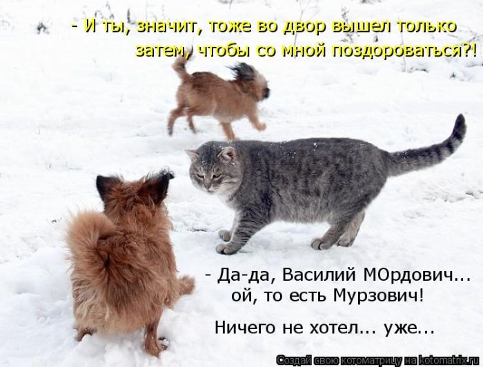 Лучшие котоматрицы недели