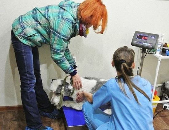 Рожденный заново. Несчастный пес едва не задохнулся в собственной шерсти Рожденный заново. Несчастный пес едва не задохнулся в собственной шерсти