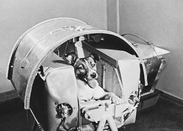 55 лет полету Лайки в космос! 55 лет полету Лайки в космос!