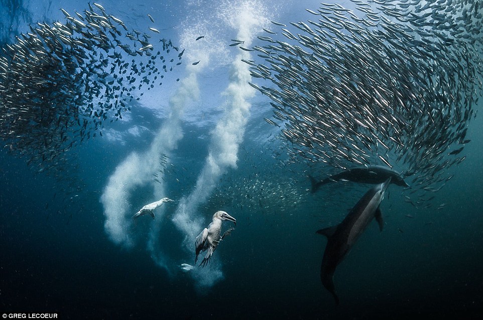Победители фотоконкурса Siena International Photo Awards Победители фотоконкурса Siena International Photo Awards