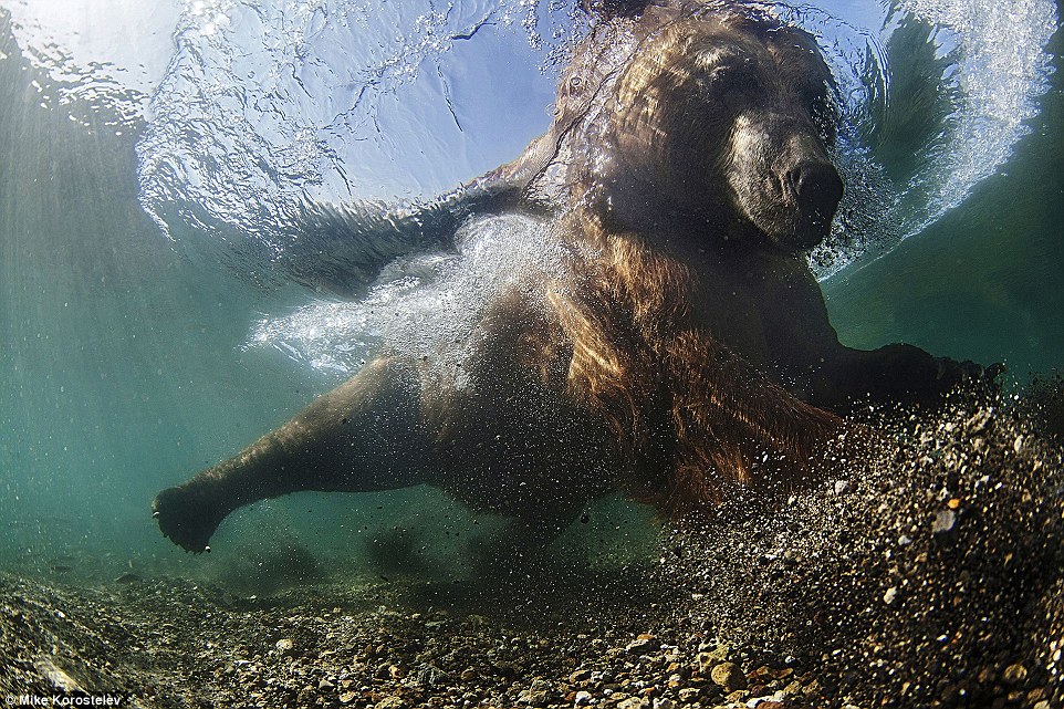 Победители фотоконкурса Siena International Photo Awards Победители фотоконкурса Siena International Photo Awards